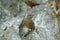 Limestone wren-babbler, Rufous Limestone-babbler