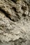 Limestone â€” sedimentary rock of organic origin