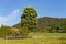 limetree blossoming at springtime blue sky