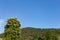 limetree blossoming at springtime blue sky