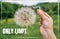 Only limit is your mind. Hand holding Dandelion flower, close up photography, banner design, poster design. Motivational quotes