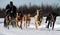 Limited North American Sled Dog Race