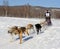 Limited North American Sled Dog Race - Alaska