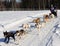 Limited North American Sled Dog Race - Alaska