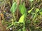 Limnocharis flava in the rice field area that has been harvested