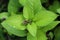 Limnophila rugosa at garden