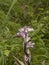 Limodorum abortivum in bloom