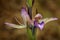 Limodorum abortivum, Violet Limodore pink blue flowering European terrestrial wild orchid in nature habitat, detail of bloom,