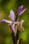 Limodorum trabutianum wild orchid flower close up