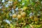 Limonia acidissima tree with fruit