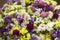 Limonium, Gomphrena globosa - many colorful flowers in a bouquet. Yellow, white, blue and pink dried flowers flowers, background