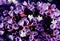 Limonium perezii, Perez`s sea lavender