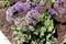 Limonium perezii, Perez`s sea lavender