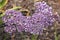 Limonium perezii, Perez`s sea lavender