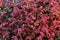 Limonium sinensis china red plant, floral background