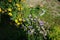 Limonium sinuatum blooms in September. Berlin, Germany