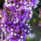 Limonium sinuatum, commonly known wavyleaf sea lavender, statice, sea lavender, notch leaf marsh rosemary, sea pink, is a