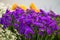 Limonium sinuatum Statice Salem flower, violet tiny flowers in vase