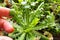 Limonium sinuatum or Statice, Wavyleaf Sea Lavender, herbaceous perennial or annual from Mediterranean. Planting a