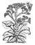 Limonium Statice vintage illustration