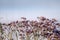 Limonium vulgare, Sea Lavender macro on blurred