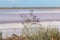 Limonium vulgare, Sea Lavender near Salt pink lake