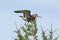 Limosa Limosa. Black-tailed Godwit on the top of a larch with outstretched wings on the Yamal Peninsula