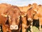 Limousin beef bull with a calf and cow, closeup head shot looking at camera