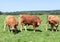 Limousin beef bull with a herd of cows in a summer pasture