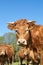 Limousin beef cow with a shaggy winter coat looking curiously at