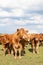 Limousin beef cow with two calves in an evening pasture facing th