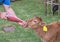 Limousin breed calf being fed by bottle