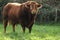 Limousin bull