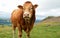Limousin bull breed