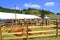 Limousin Bulls at Livestock Fair
