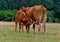 Limousin calf drinks milk from mother