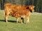 Limousin calf suckling