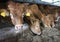 Limousin calves feed inside barn on organic farm in holland near