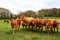 Limousin Calves in Spring Rain