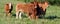 Limousin cattle