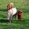 Limousin cattle are a breed of highly muscled beef cattle