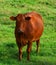 Limousin cattle are a breed of highly muscled beef cattle