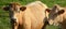 Limousin cattle are a breed of highly muscled beef cattle