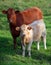 Limousin cattle are a breed of highly muscled beef cattle