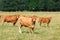 Limousin cattle on the field