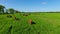 Limousin cattle on the field