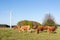 Limousin cattle grazing near a wind turbine in evening light