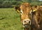 Limousin Cow