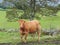 Limousin Cow.