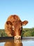 Limousin Cow Drinking With Reflection